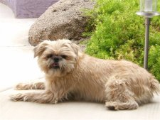 Brussels Griffon Rescue photo
